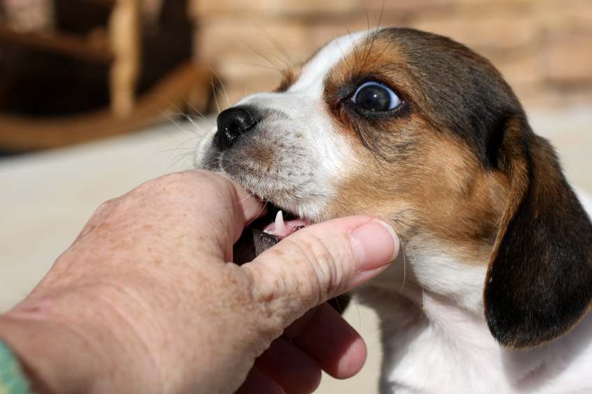 Dog-biting-finger